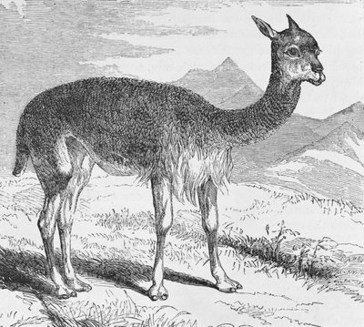 The Vicuna at the Rio de Azufre, from 